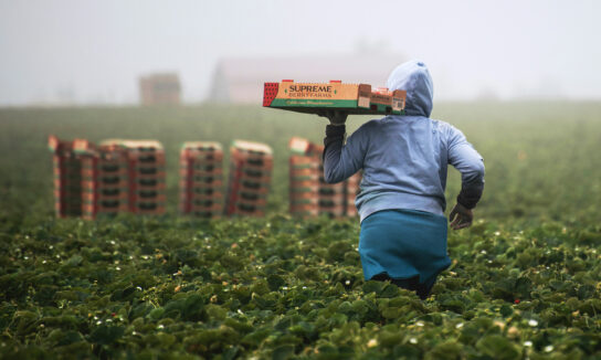 Women walks through field of vegetabes