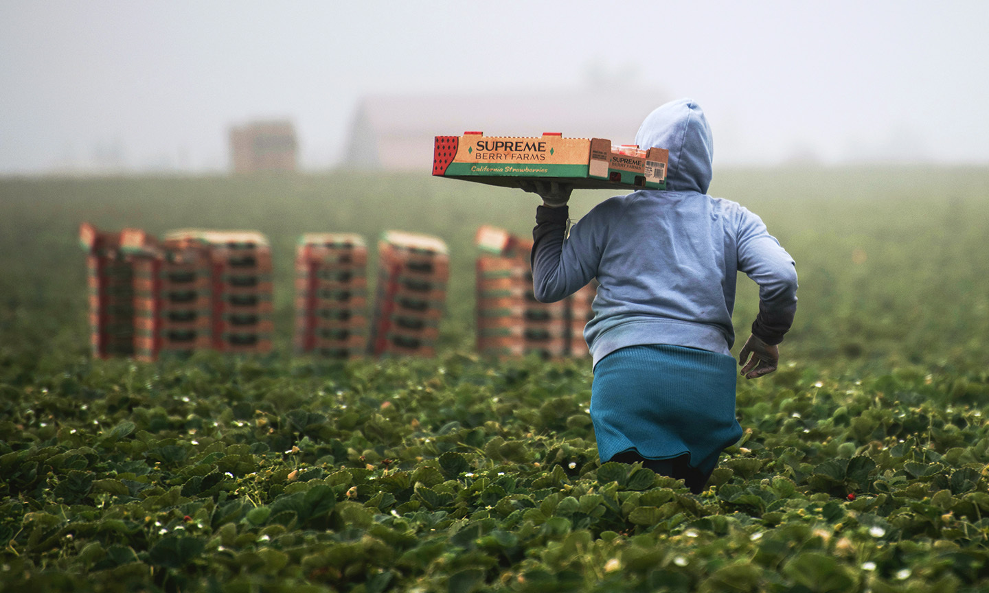 Women walks through field of vegetabes